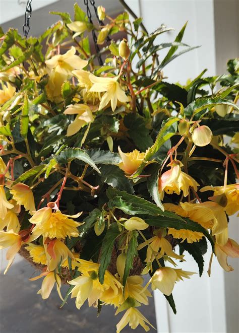 Service Information for Henry M Malburg Funeral Home 2