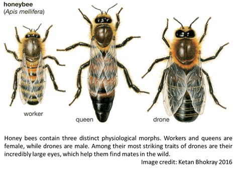 Honey Bees Life Cycle Hot Sex Picture