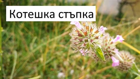 Котешка стъпка - YouTube