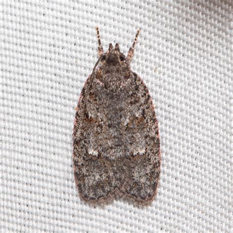 Maryland Biodiversity Project Bog Bibarrambla Moth Bibarrambla