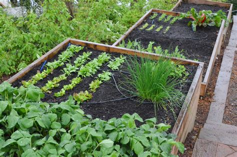 Terraced Cedar Framed Raised Beds Terraced Vegetable Gardens By