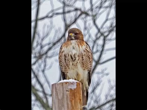 Red-tailed Hawk in Concord | Sudbury Valley Trustees