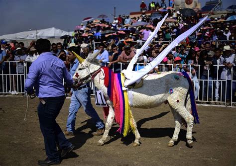 Fiesta Nacional Del Burro En Otumba Un Pueblo Cercano A Ciudad De M Xico