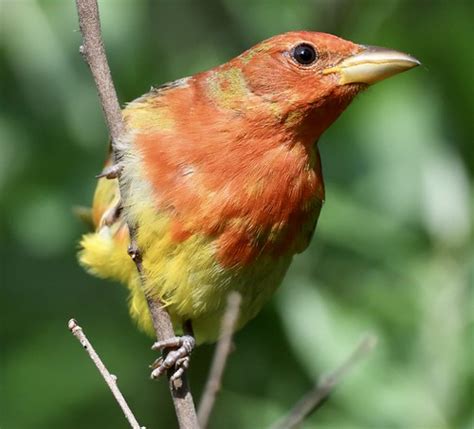 Juvenile Summer Tanager Parkville Nature Sanctuary Flickr