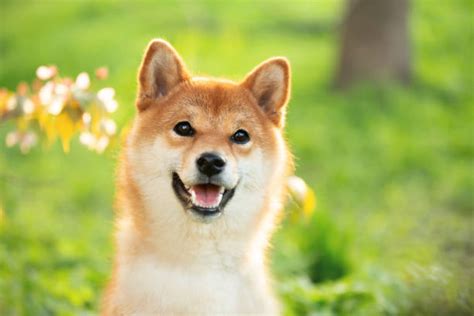 Shiba Inu Breed Information And Characteristics Pet Reader