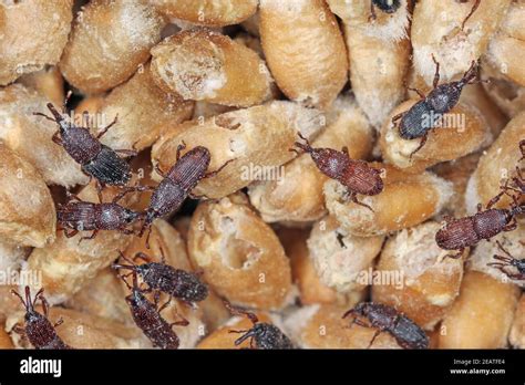 Wheat Weevil Sitophilus Granarius Beetle On Damaged Grain Stock Photo