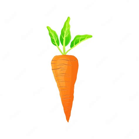 Premium Vector | Carrot vector colorful design