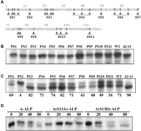 Figure 2 From Golgi To Late Endosome Trafficking Of The Yeast Pheromone