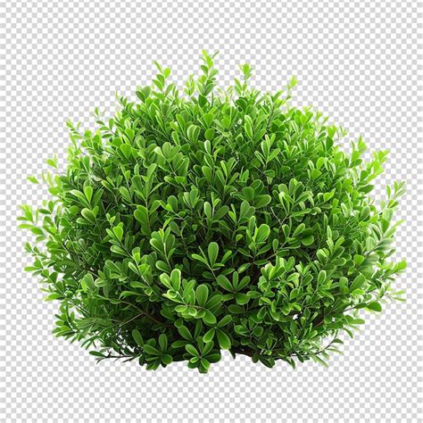 Premium Psd Green Bush Isolated On Transparent Background Png