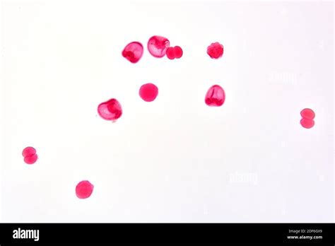Morula hi-res stock photography and images - Alamy