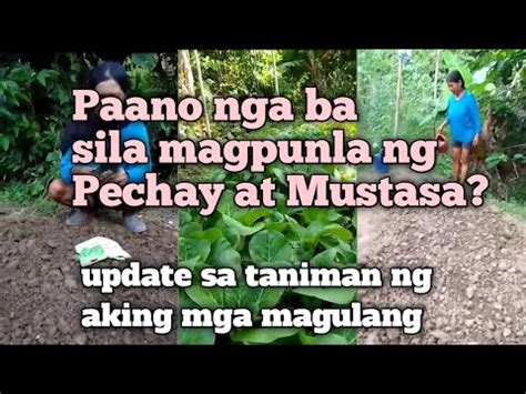 Paano Nga Ba Sila Magpunla Ng Pechay At Mustasa Update Sa Taniman Ng