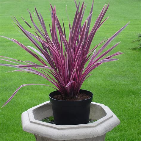 Buy Cabbage Palm Syn Cordyline Australis Pink Passion Cordyline