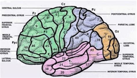 Left Hemisphere Of The Brain Lateral View