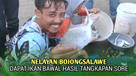 Nelayan Bojongsalawe Saat Menjaring Dapat Ikan Bawal Menjelang Buka