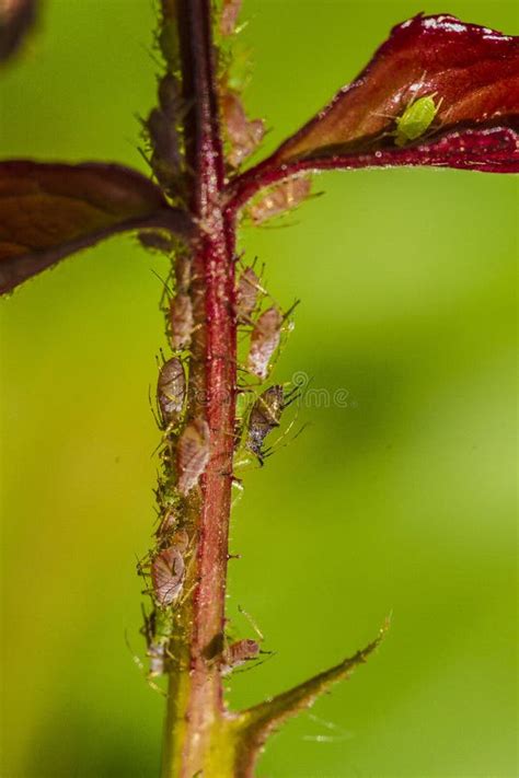 Aphids Stock Photo Image Of Aphid Damage Larvae Feed