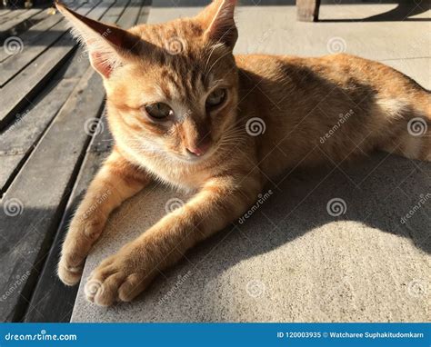 A cute golden tabby cat. stock image. Image of gamesome - 120003935