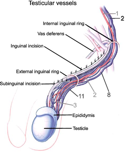 Schematic Diagram Of The Microanatomy Of The Spermatic Cord The Download Scientific Diagram