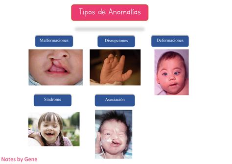 Tipos De Anomalias Resumen Notes By Gene Tipos De Anomal As