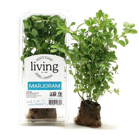 Marjoram | Herb Plant Cooking Tips and Uses