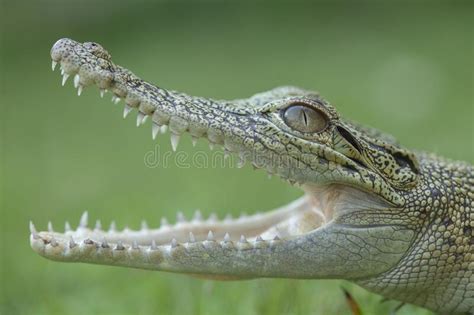 Estuary Crocodile Stock Image Image Of Snake Largest 256337419