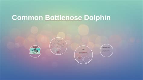 Common Bottlenose Dolphin By Ashley Mecham On Prezi