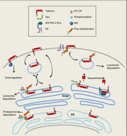 Illustration Of Viral Counter Measures Against Tetherin The Normal