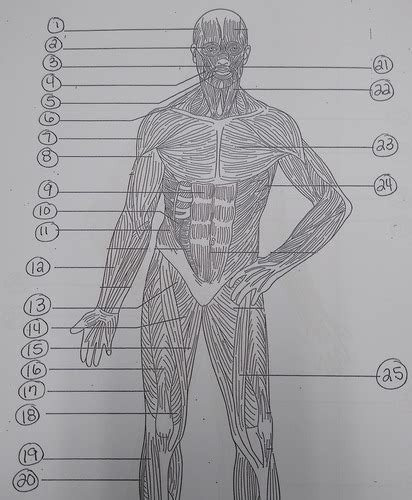 Muscles Labeling Diagrams Flashcards Quizlet