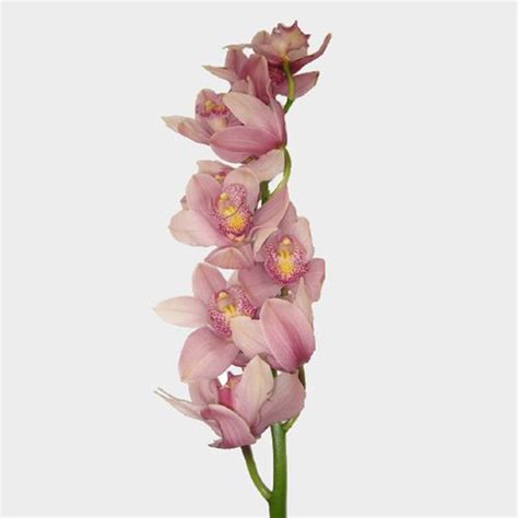 Cymbidium Orchid Spray Pink - Wholesale - Blooms By The Box