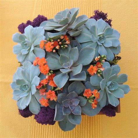 Summer Wood Box Succulent Arrangement Urban Succulents Succulents