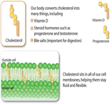 Smith-Lemli-Opitz Syndrome (SLOS) – Decode Genomics