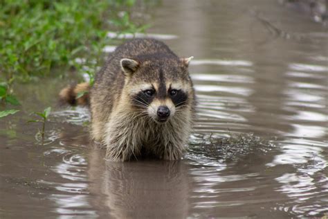 28 Cute Raccoon Pics You Need In Your Life Readers Digest