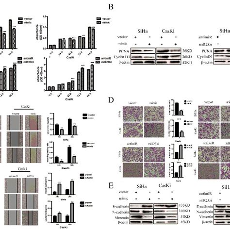 Effects Of MiR 23b 3p On The Proliferation Migration Invasion And EMT