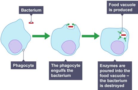 Phagocyte Diagram