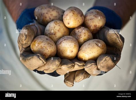 Group Of Fresh Potatoes In Farmer S Hands Stock Photo Alamy