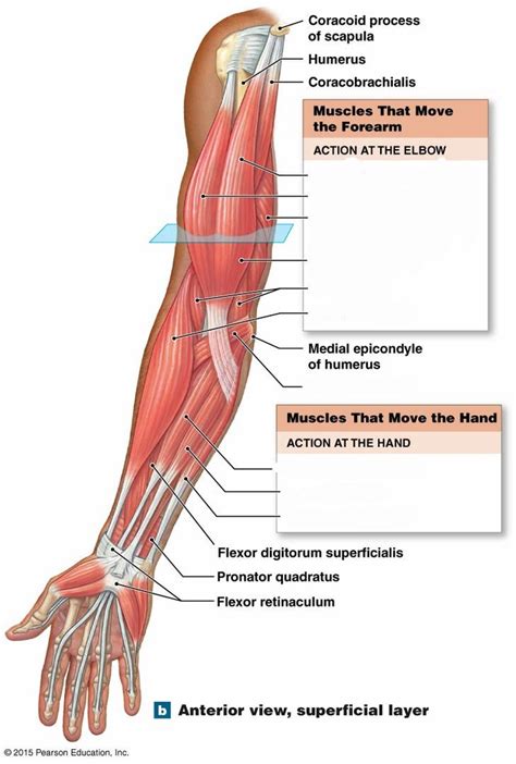 Anterior Forearm Diagram Quizlet