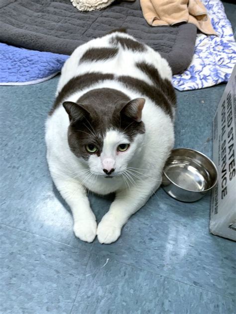 40 Pound Cat Name Patches Largest Anyone Has Ever Seen Adopted From