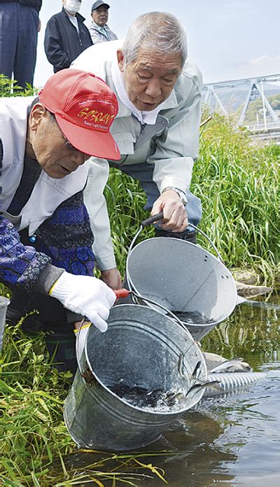 「元気に育って」 早川で稚アユ放流 小田原・箱根・湯河原・真鶴 タウンニュース