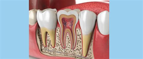 Structure of Human teeth and their Functions | Dental Education Hub