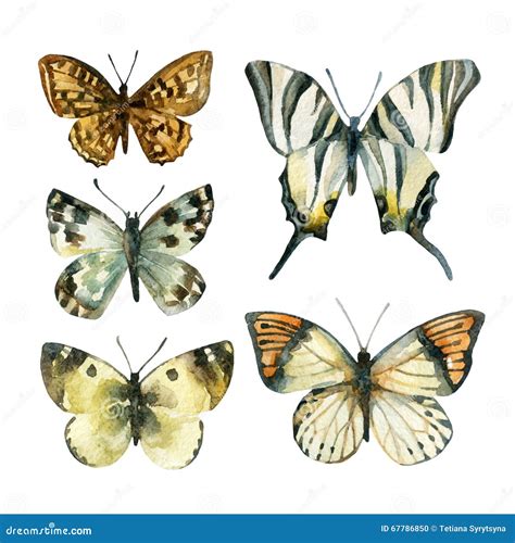 Ensemble De Papillon D Aquarelle Illustration Stock Illustration Du