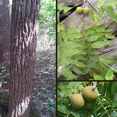 Walnut Tree - How To Identify A Walnut Tree In Indiana