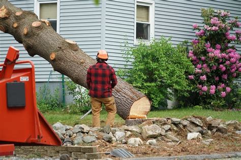 Does Homeowners Insurance Cover Tree Removal