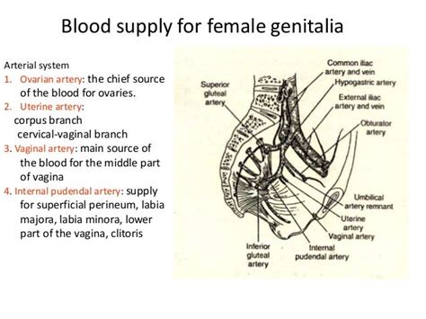 Anatomyof Female Genital Tract