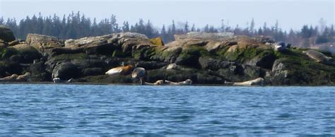 Great Spruce Head Island Maine A Natural Paradise With Historical Charm