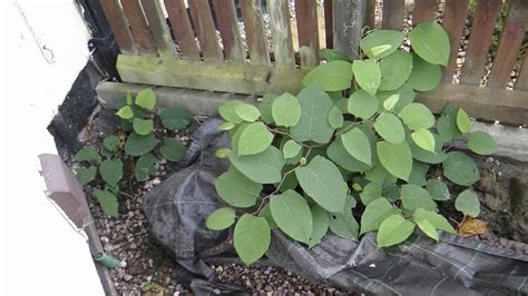 How Long Does It Take To Eradicate Japanese Knotweed 2025 Japanese