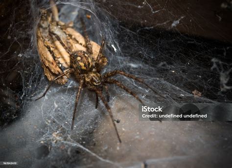 labalaba foto stok  gambar  alam arachnida