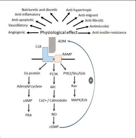 Adrenomedullin As A Protein With Multifunctional Behavior And Effects