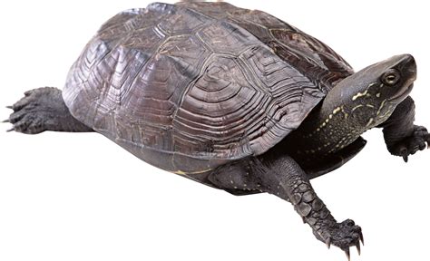 Turtle PNG Images Transparent Free Download | PNGMart.com