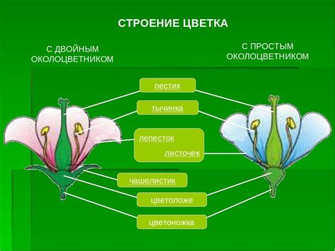 Цветок трехчленный околоцветник двойной плод костянка - фото