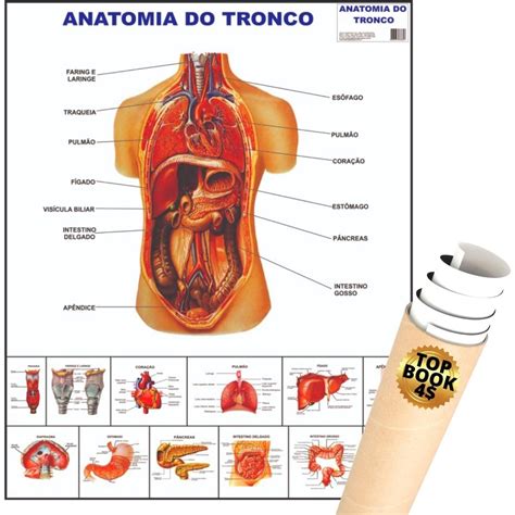 Poster Anatomia Do Tronco Mapa Sistema Corpo Humano Medicina Shopee