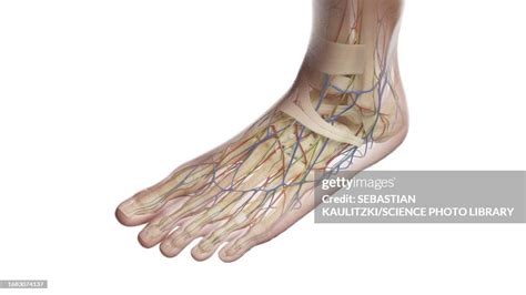 Anatomy Of The Left Foot Illustration High-Res Vector Graphic - Getty ...